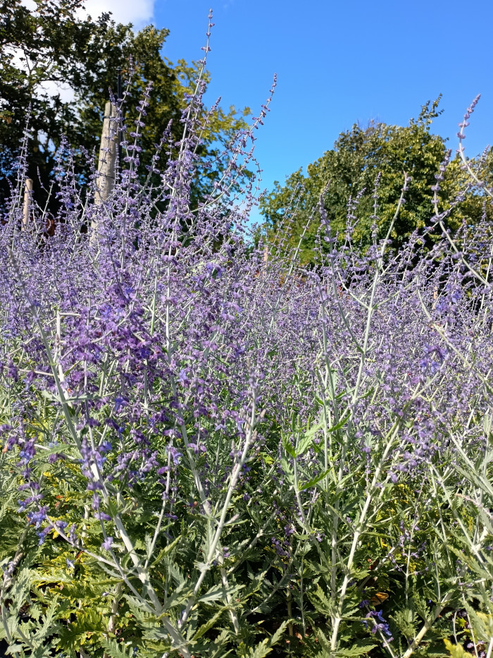 Perovskia 'Blue Spire'