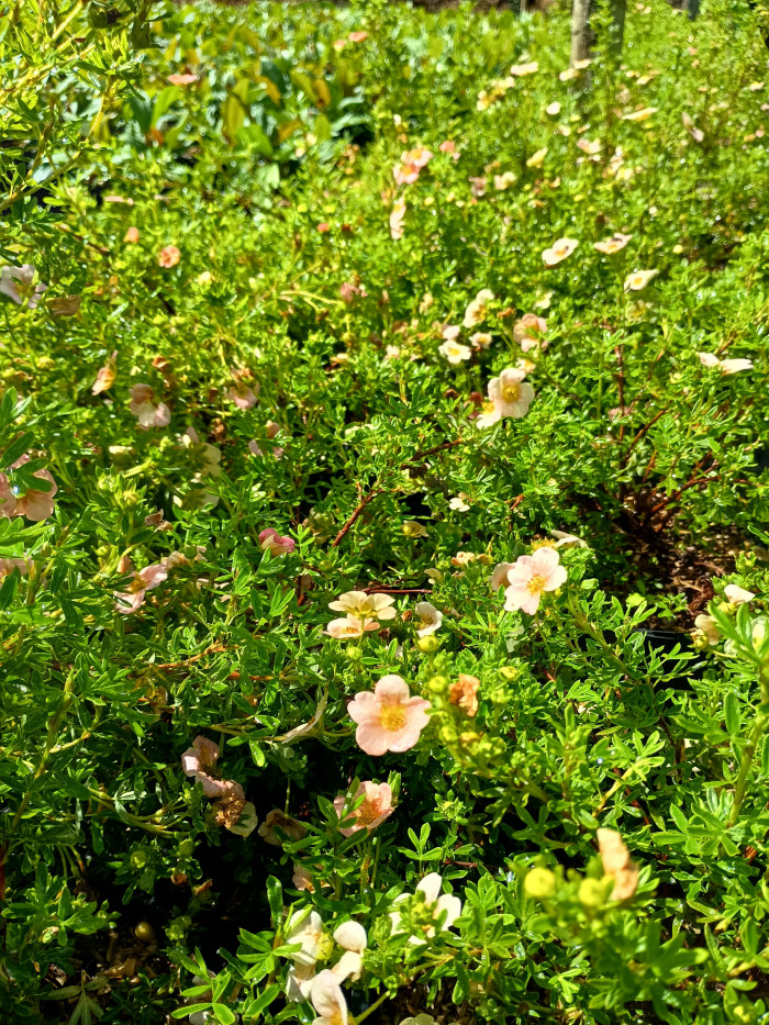 Potentilla 'Pink Princess'