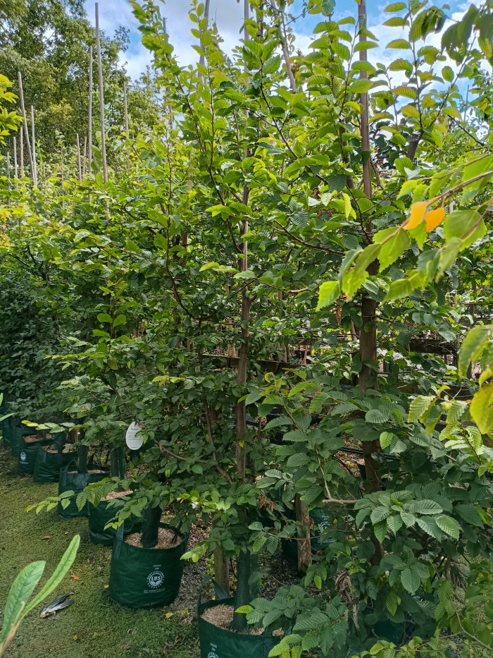 Hornbeam (Carpinus betulus)