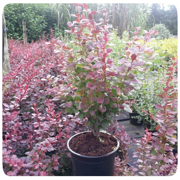 Berberis thunbergii Atropurpurea (2L Pot)