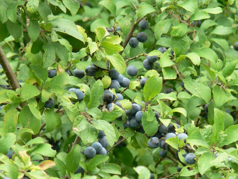 Blackthorn Hedge Plants (Sloe, Prunus Spinosa) 40-60cm, Bare Root