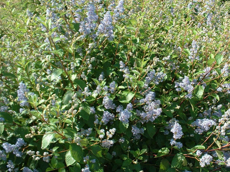Ceanothus Gloire de Versailles (2L Pot) - Image 2