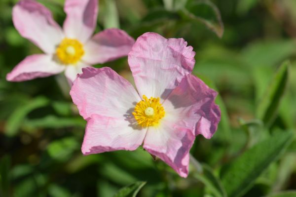 Cistus Grayswood Pink (2L Pot)