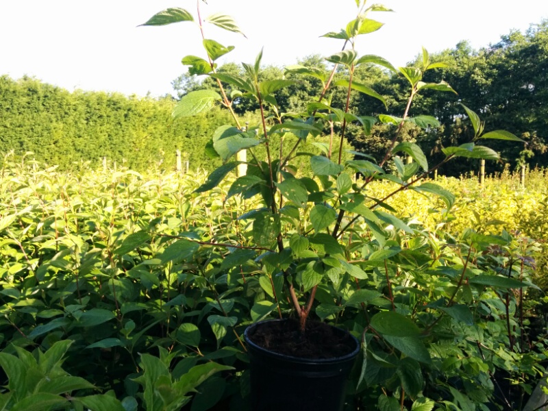 Cornus alba Sibirica (2L Pot)