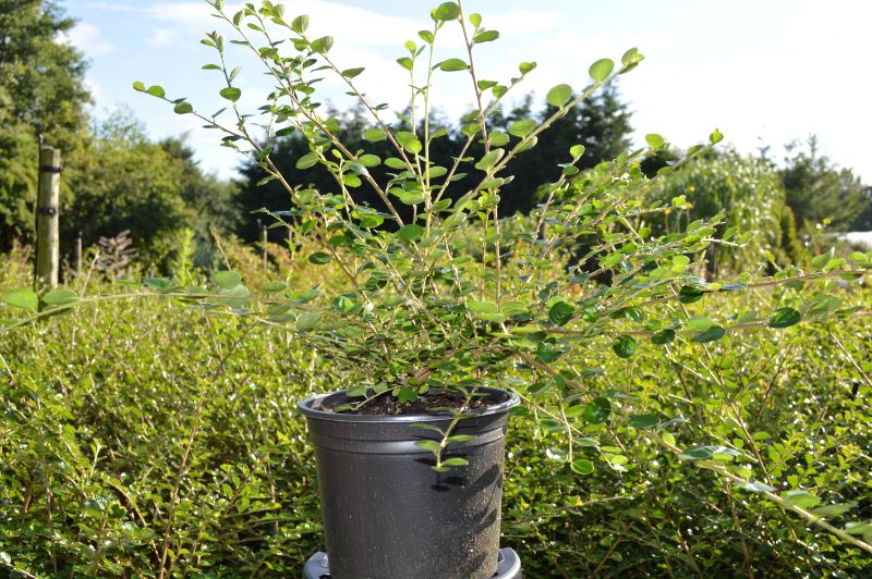 Cotoneaster horizontalis (2L Pot)