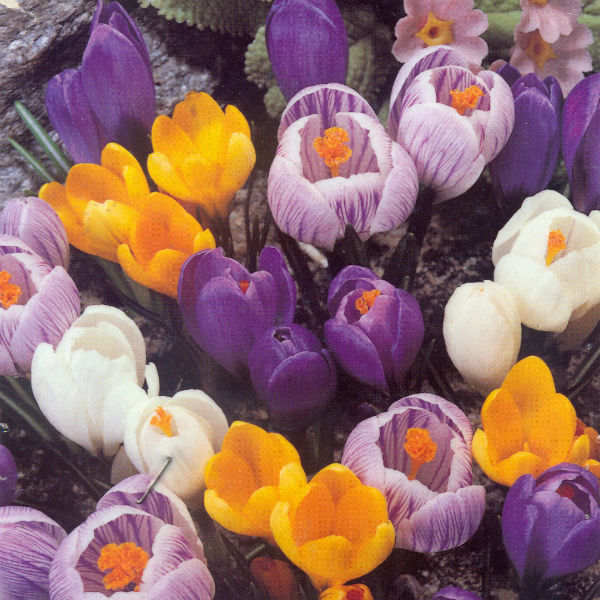 Crocus, Mixed Large Flowered
