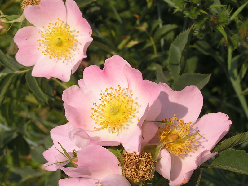 Dog Rose Plants (Rosa canina), Bare Root, 60-90cm