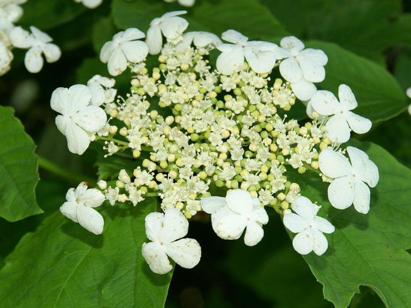 Guelder Rose (Viburnum opulus), Bare Root, 40-60cm
