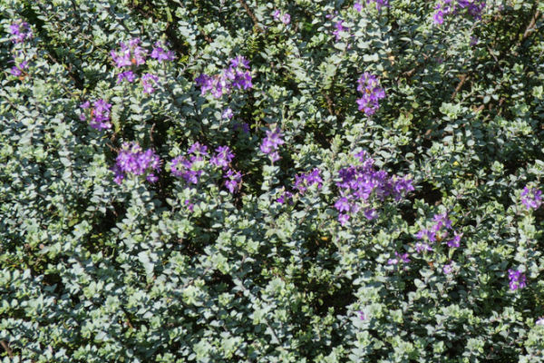 Hebe Quicksilver (2L Pot)