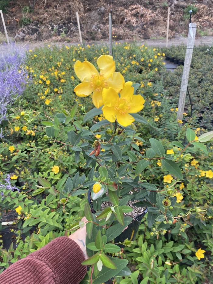 Hypericum × hidcoteense 'Hidcote'