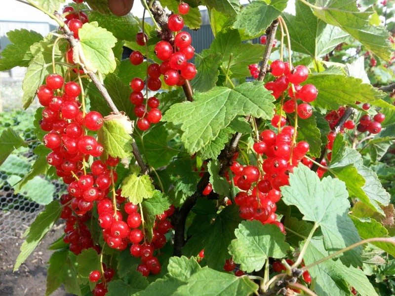 Redcurrant Jonkheer Van Tets (2L Pot)