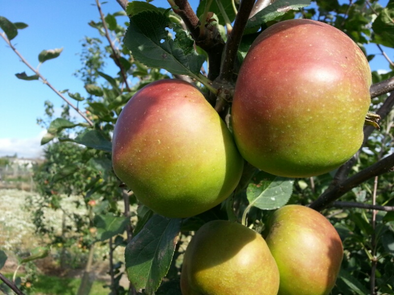 Apple Kings Acre Pippin (Maiden)