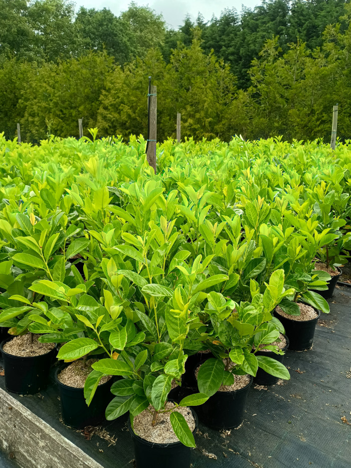 Laurel Hedging (3L Pot)