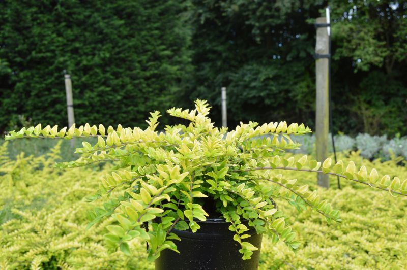 philodendron verrucosum kaufen Philodendron verrucosum  Seltene samtige Pflanze  Monjungle