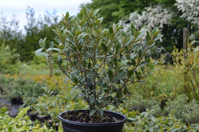 Olearia haastii (2L Pot)