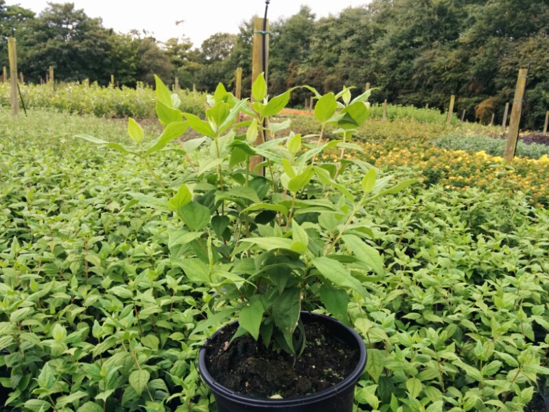 Philadelphus Belle Etoile (2L Pot) - Image 2