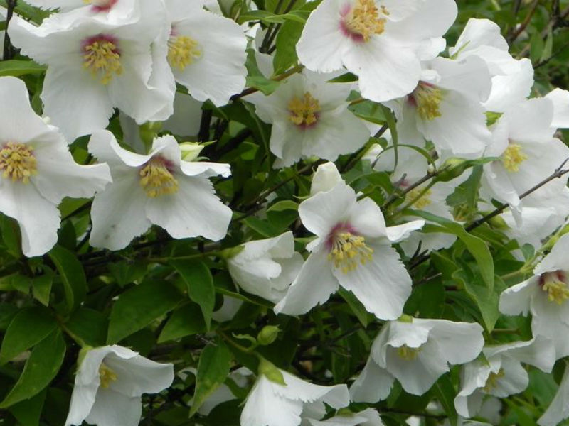 Philadelphus Belle Etoile (2L Pot)