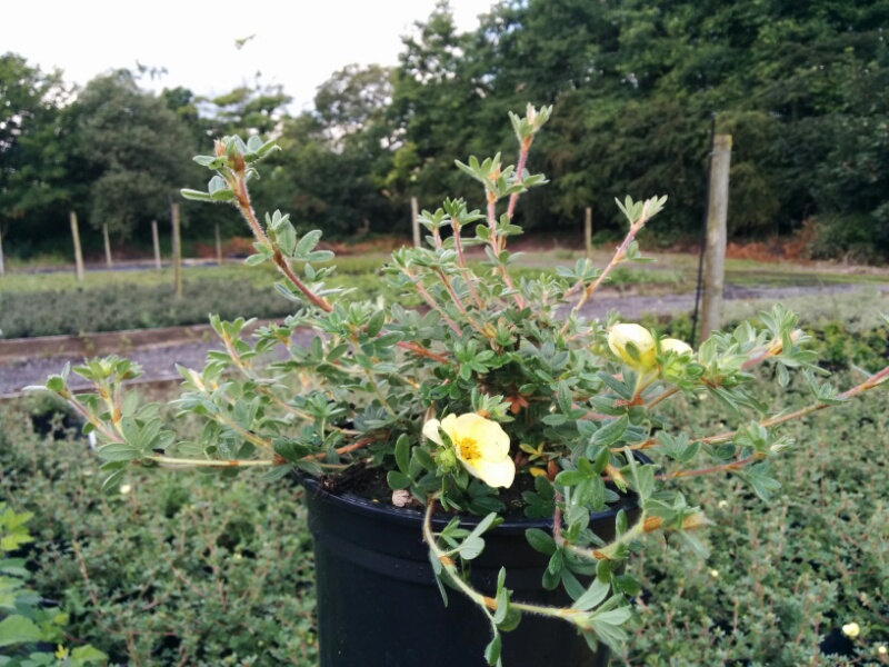 Potentilla Katherine Dykes (2L Pot) - Image 2