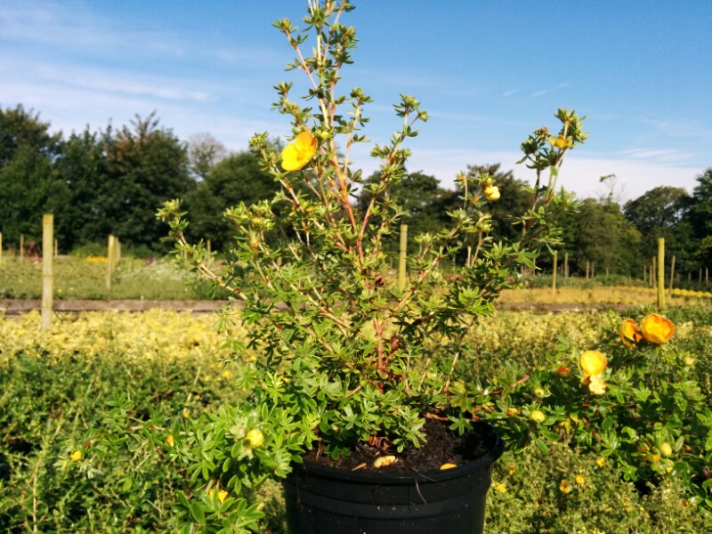 Potentilla Tangerine (2L Pot) - Image 2