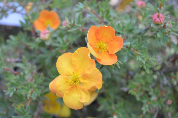 Potentilla Tangerine (2L Pot)