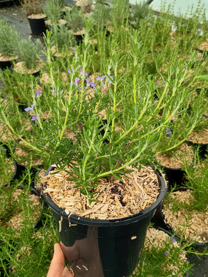 Rosemarinus officinalis 'Sissinghurst Blue'