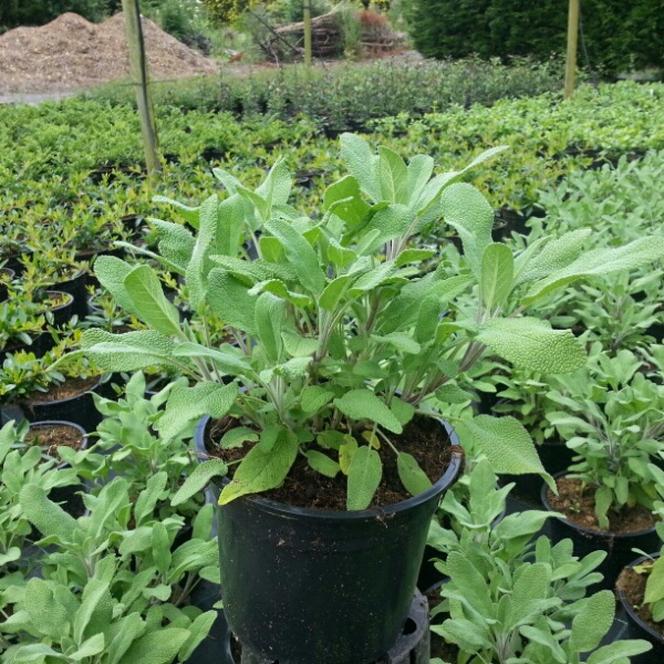Salvia officinalis (Sage) (2L Pot)