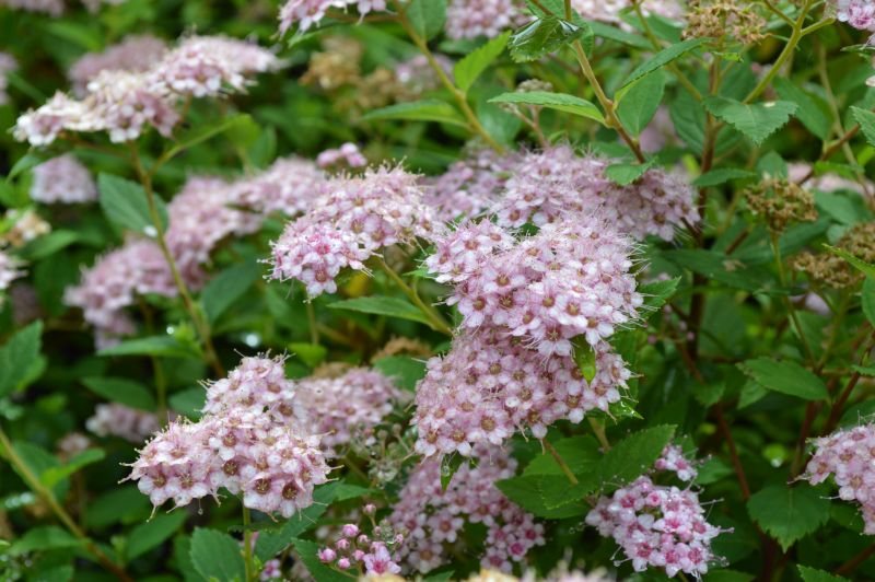 Spiraea Little Princess (2L Pot)
