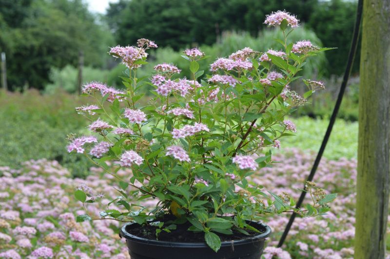 Spiraea Little Princess (2L Pot) - Image 2