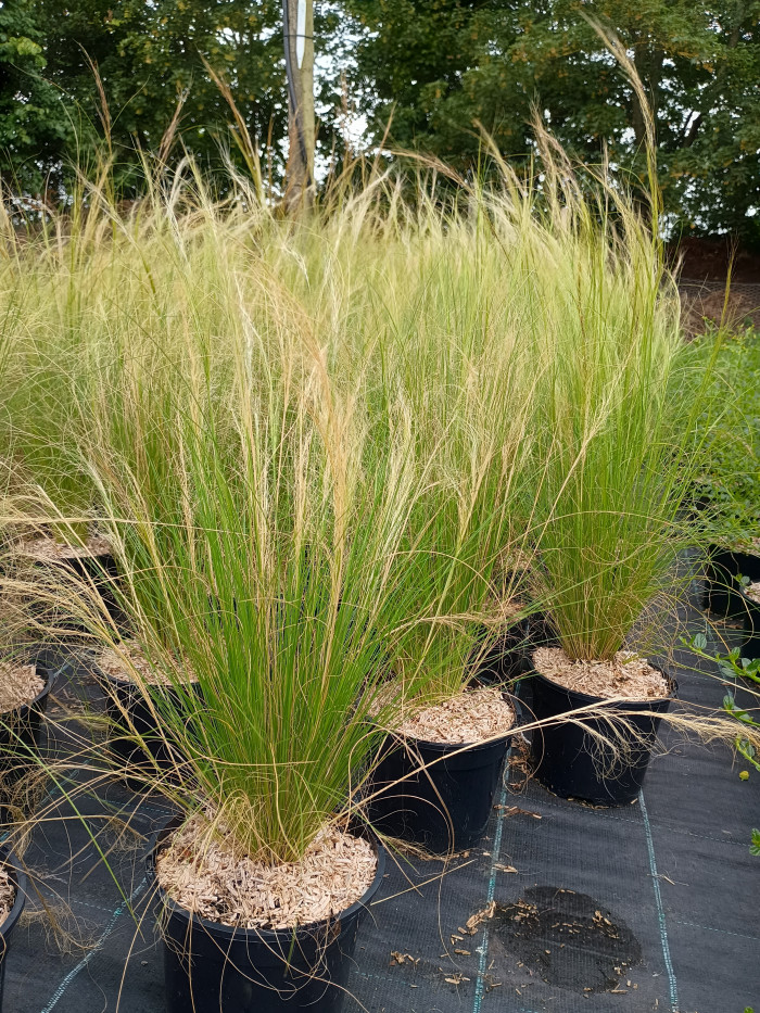 Stipa tenuissima
