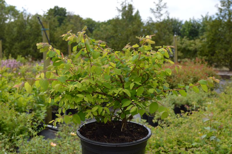 Symphoricarpos Hancock (2L Pot)