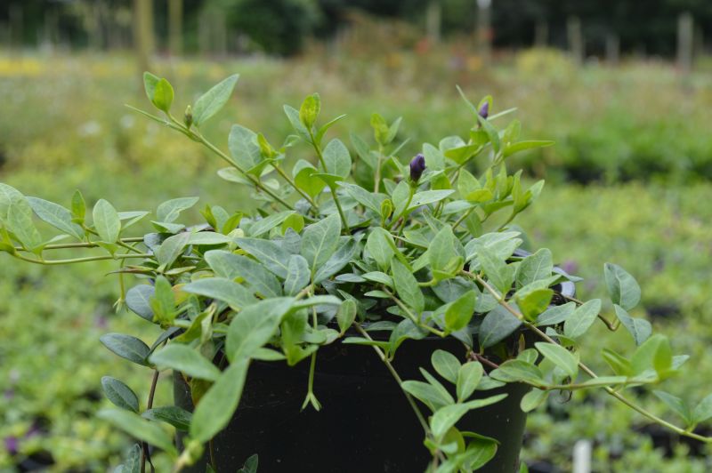 Vinca minor Atropurpurea (2L Pot) - Image 2