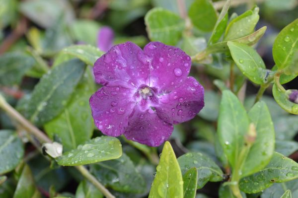 Vinca minor Atropurpurea (2L Pot)