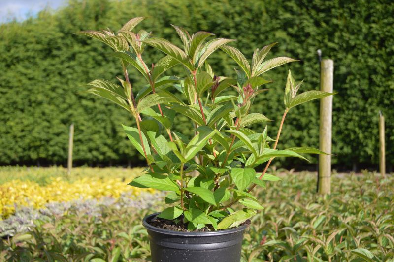 Weigela Bristol Ruby (2L Pot)