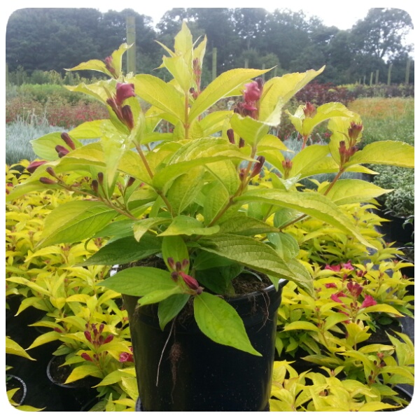Weigela Briant Rubidor (2L Pot)