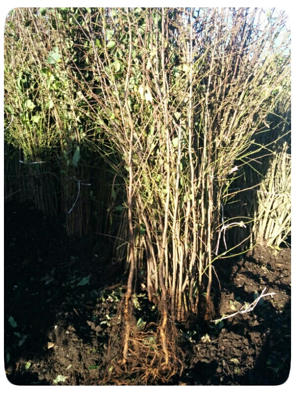 Blackthorn Hedge Plants (Sloe, Prunus Spinosa) 40-60cm, Bare Root - Image 2