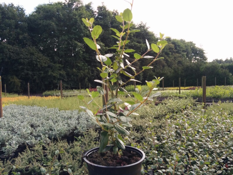 Ceanothus Gloire de Versailles (2L Pot)