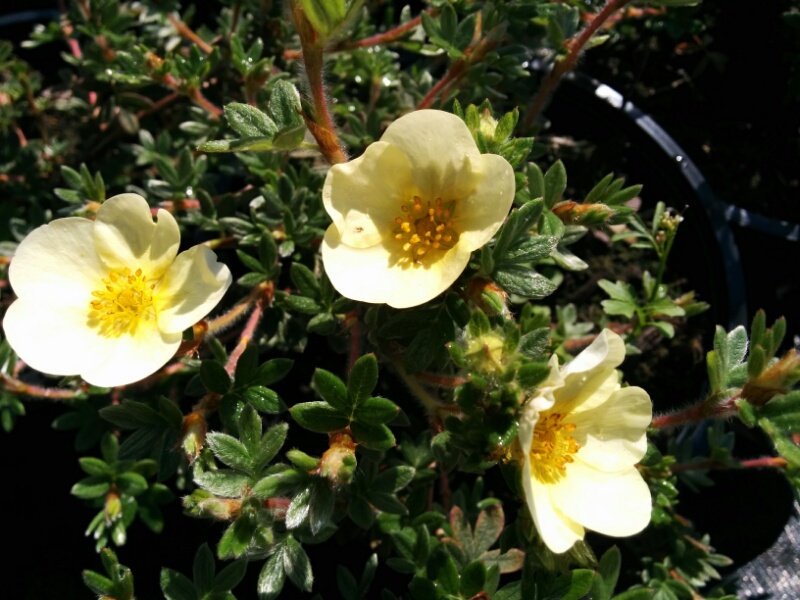 Potentilla Katherine Dykes (2L Pot)