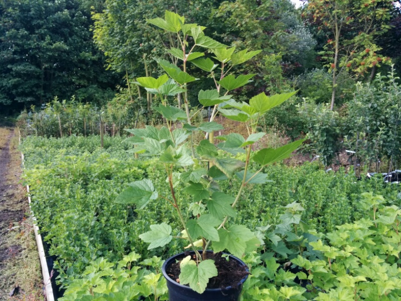 Redcurrant Rovada (2L Pot)