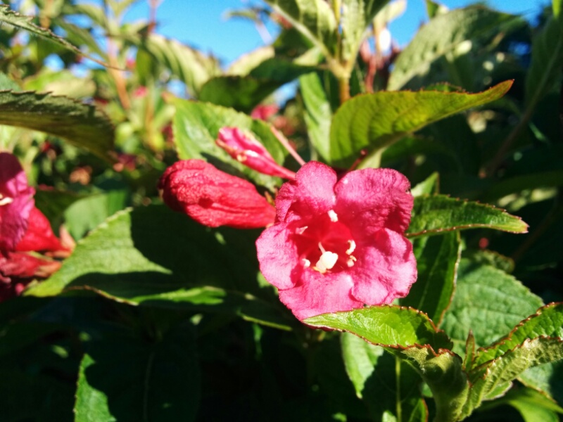 Weigela Bristol Ruby (2L Pot) - Image 2