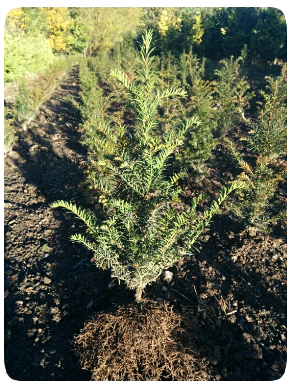 20 Bare Root Yew Hedging (Taxus baccata) 40-60cm, 18"-2'